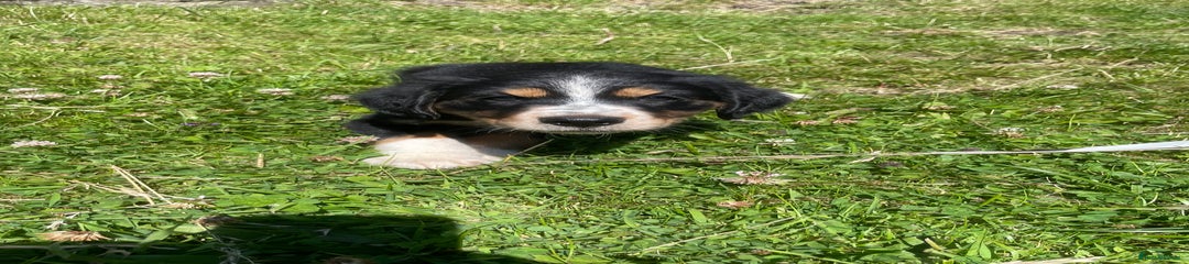 Mixed Breed Puppy 4