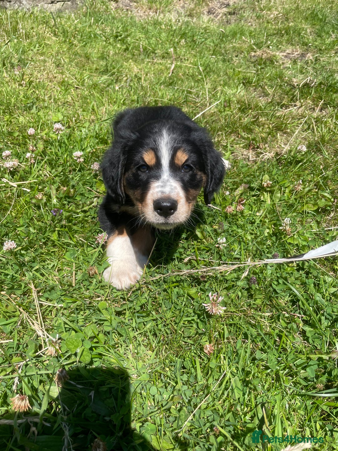 Mixed Breed dogs for sale: Sprollie pups - Image 4