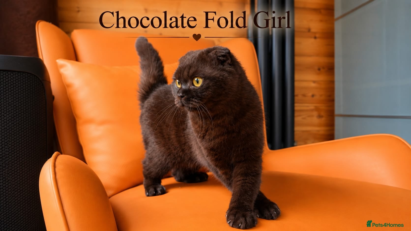 British Shorthair cats Chocolate British Shorthair Girl - Advert 3