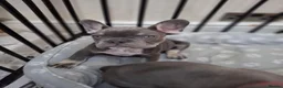 French Bulldog dogs for sale: Stunning KC French bulldog puppies - Advert 3