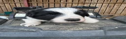 Border Collie dogs for sale: Very Cute Fluffy Border Collie Pups - Advert 23