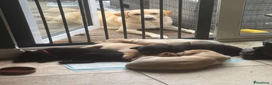 Labrador Retriever 3