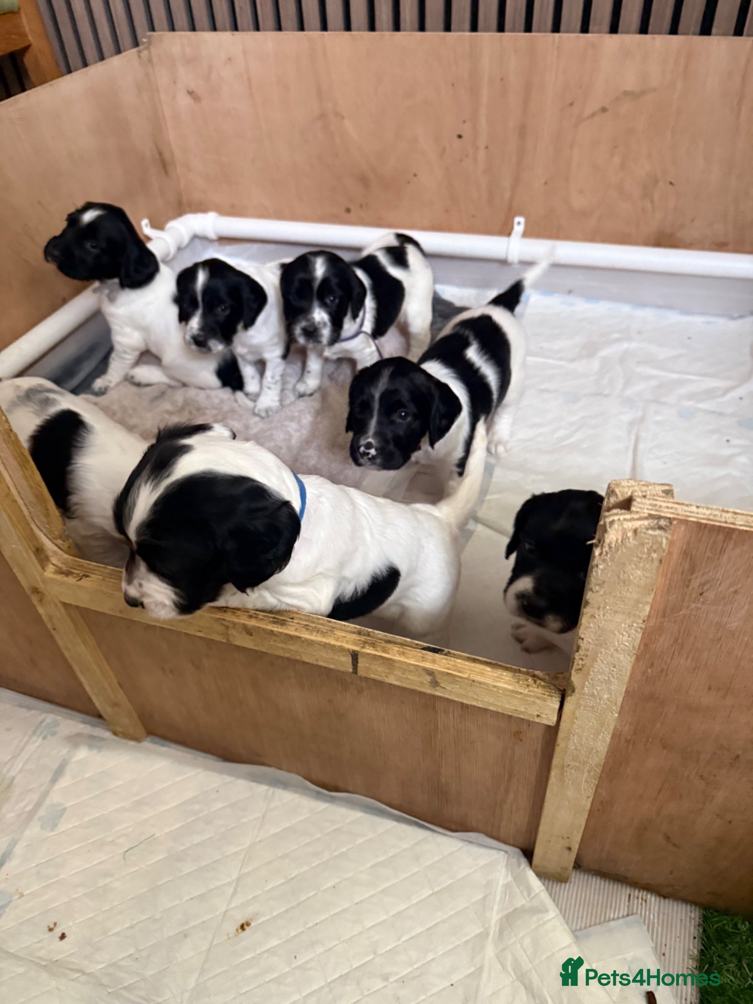 English Springer Spaniel dogs Springer spaniel puppies 2 beautiful girls left - Advert 1
