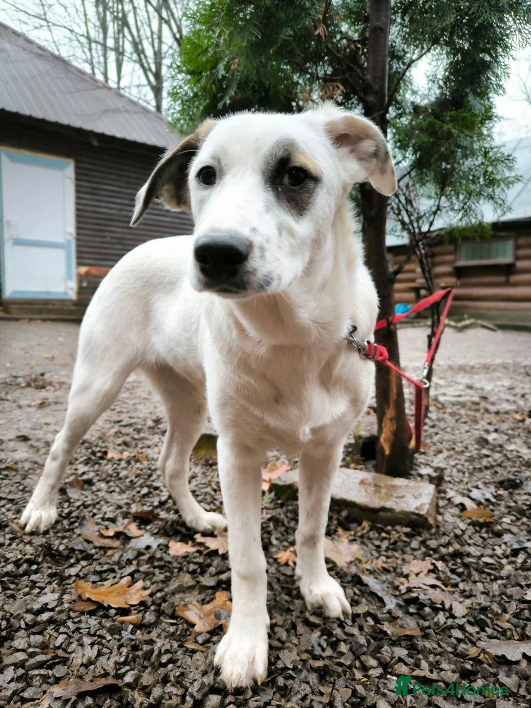 Mixed Breed dogs for adoption: ❤️PLIAMKA❤️8.5-month-old loving and playful girl in Oxford - Advert 5