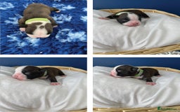 Boston Terrier dogs for sale:  🩷 KC reg gorgeous Boston terrier puppies  💙 - Image 5