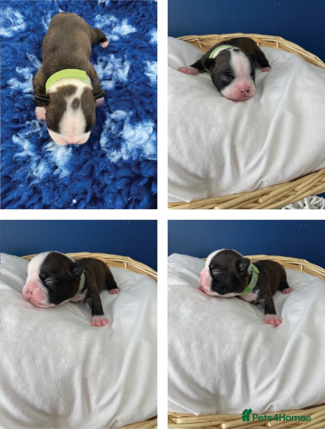 Boston Terrier dogs for sale:  🩷 KC reg gorgeous Boston terrier puppies  💙 - Image 5