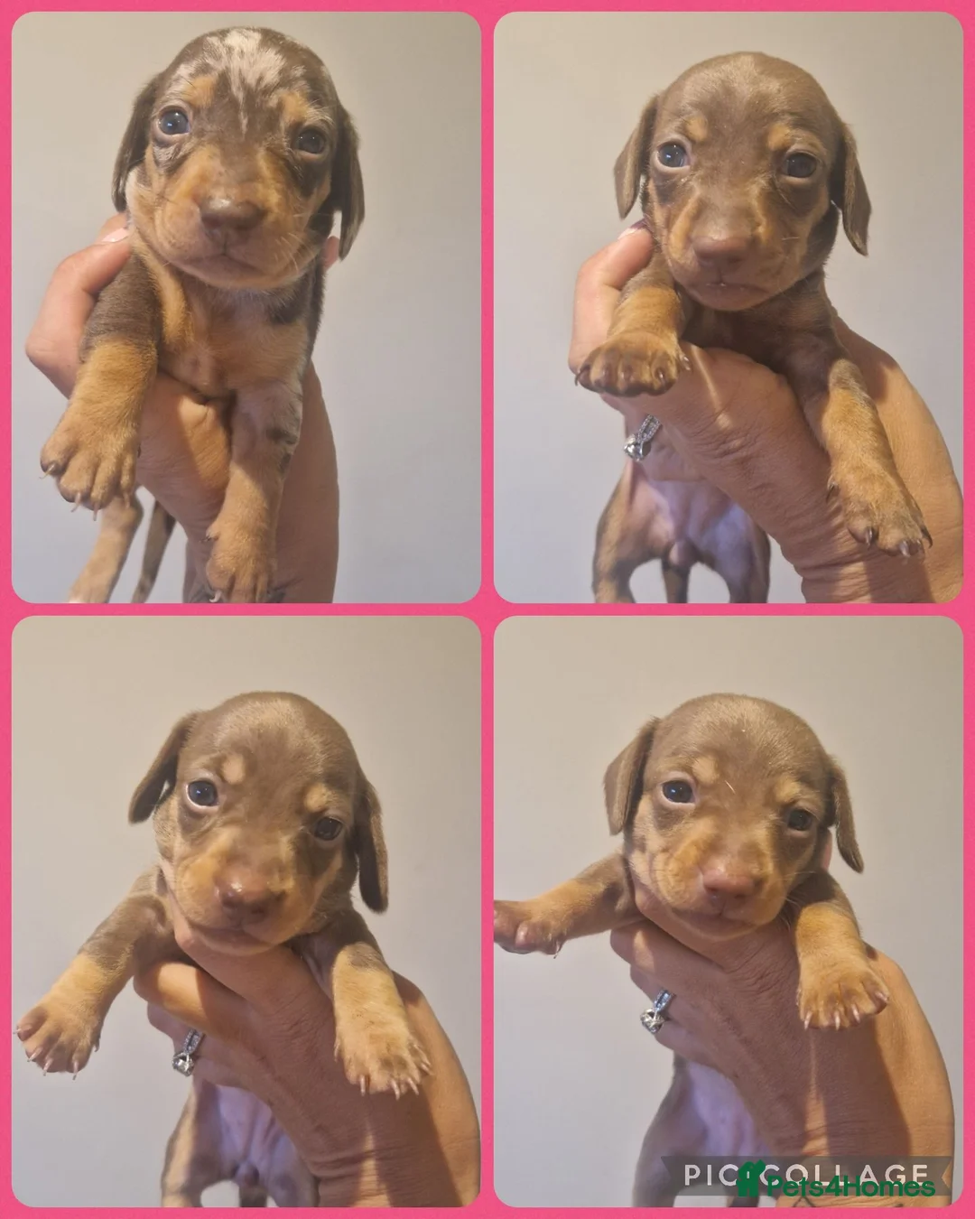 Miniature Dachshund dogs for sale: Chocolate dapple and tans mini daxies available - Advert 2