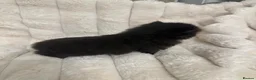 Persian cats for sale: Purebred Persian Kittens for Sale  - Advert 27