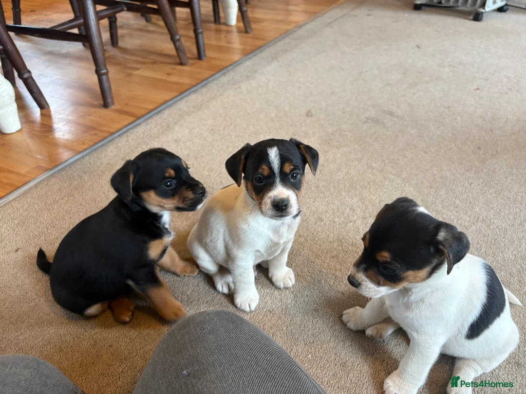 Jack Russell dogs for sale: Gorgeous Jack Russell puppies  - Advert 10