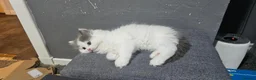 Perdoll cats for sale: Perdoll kittens (only white girl remaining) in Elgin - Advert 10