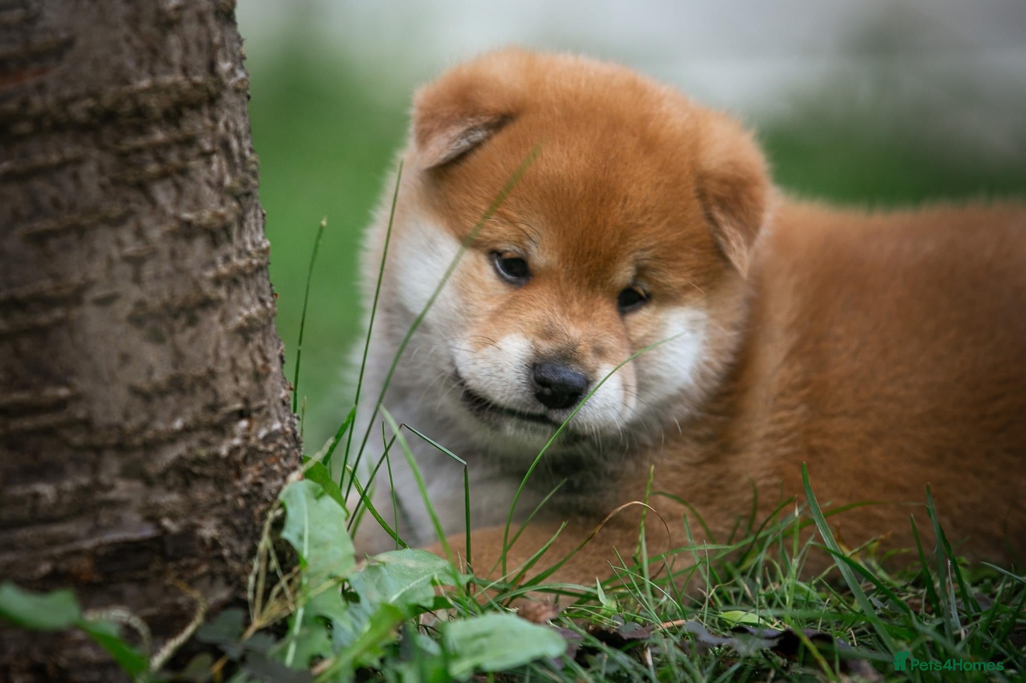 Japanese Shiba Inu dogs Elite Japanese Shiba Inu puppies, pure excellence - Advert 15