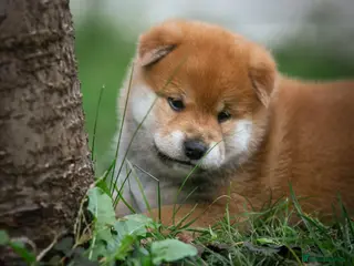 Japanese Shiba Inu dogs Elite Japanese Shiba Inu puppies, pure excellence - Advert 15