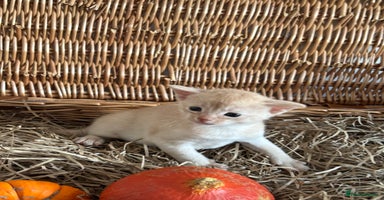 Abyssinian cats - Advert 2