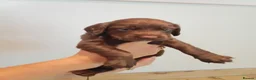 Sprocker dogs for sale: Beautiful Sprocker puppies for sale - Advert 15
