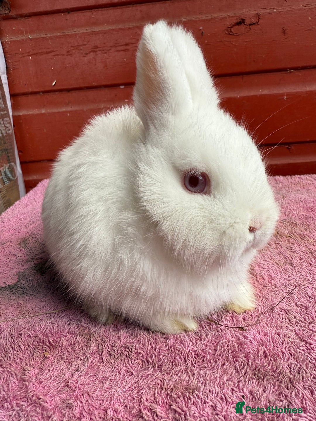 Netherland Dwarf rabbits for sale: Young Netherland Dwarfs - Advert 3