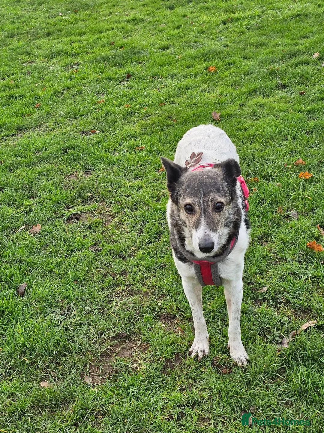 Mixed Breed dogs for adoption: Meet Piper, currently residing in Derbyshire  - Advert 2