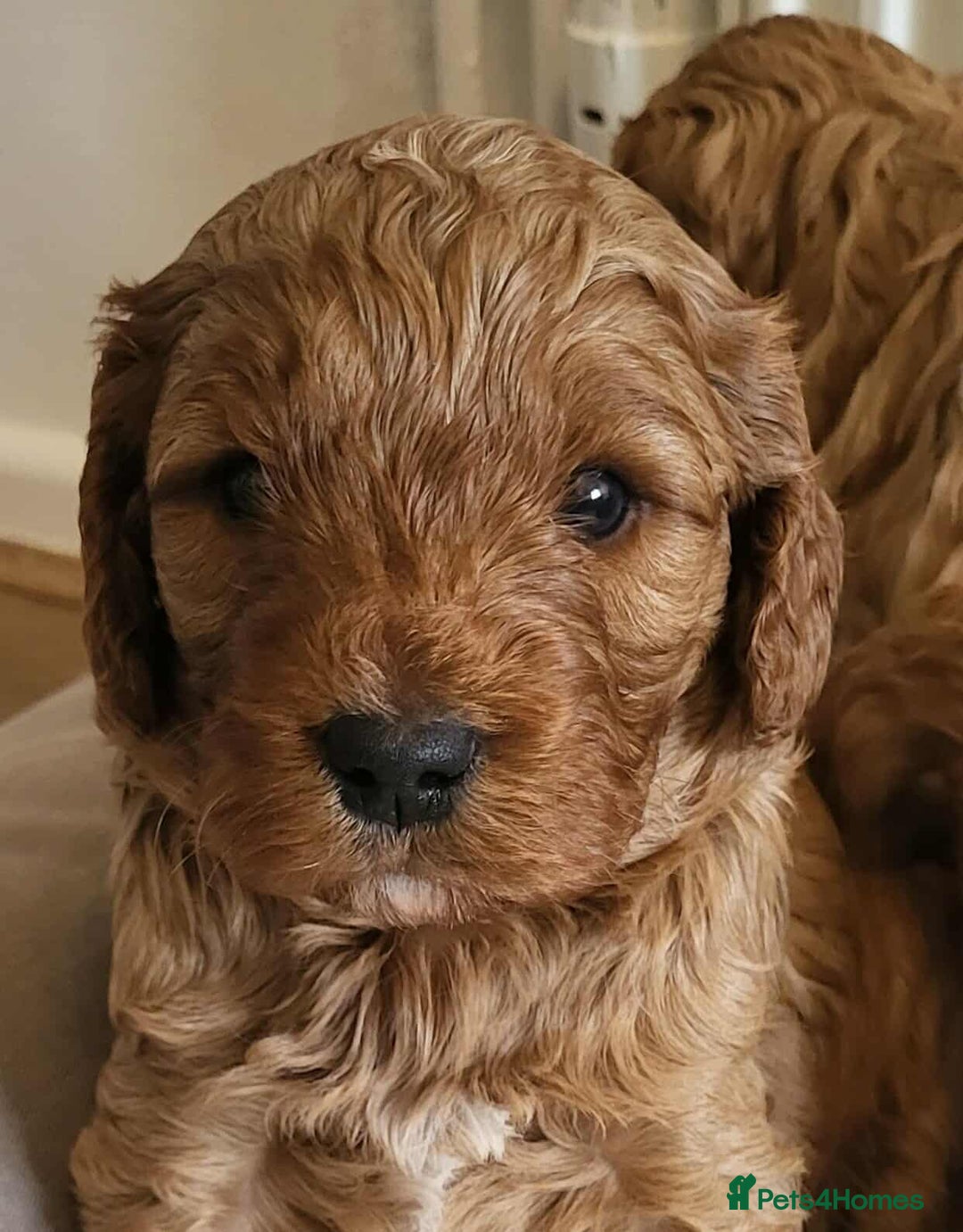 Cavapoo dogs for sale: QUALITY F1 CAVAPOO PUPS - HEALTH TESTED - Image 14