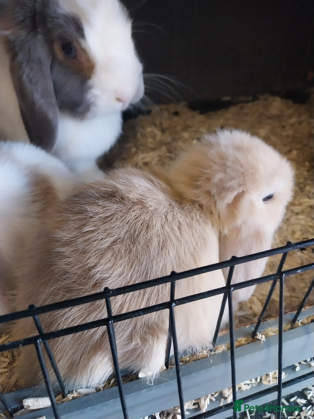 Mini Lop rabbits for sale: Mini lop rabbits  - Image 8