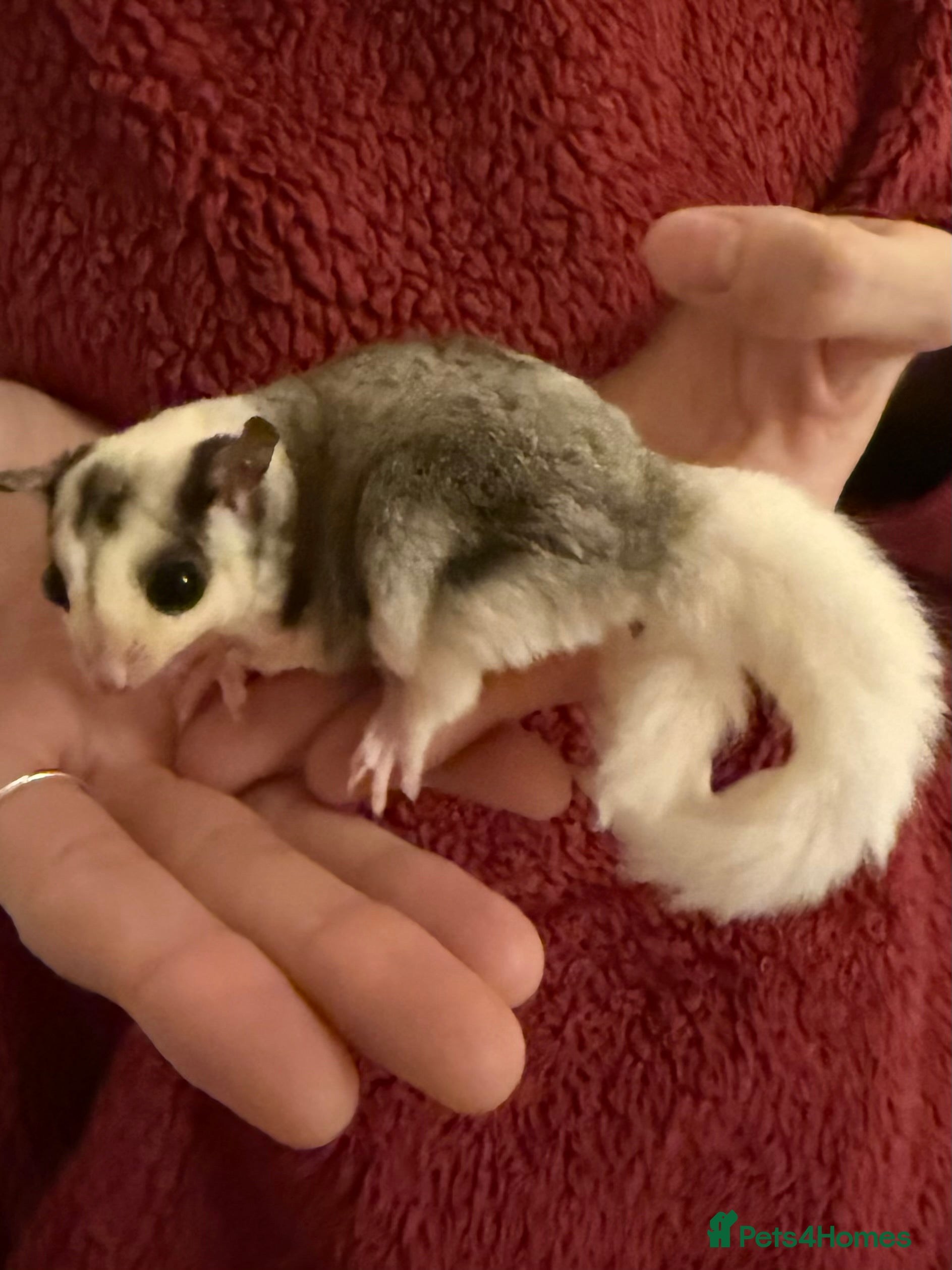Sugar Glider rodents Tame sugar glider baby - Advert 1