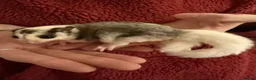Sugar Glider rodents for sale: Tame sugar glider baby - Advert 1