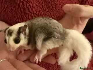 Sugar Glider rodents Tame sugar glider baby - Advert 1