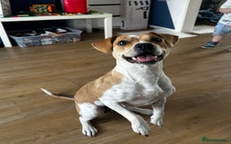 Mixed Breed dogs for sale: Molly mixed breed 17 months old  - Image 2