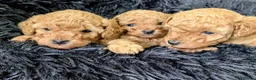 Toy Poodle dogs for sale: Stunning K. C reg Toy Poodle Puppies - Advert 14