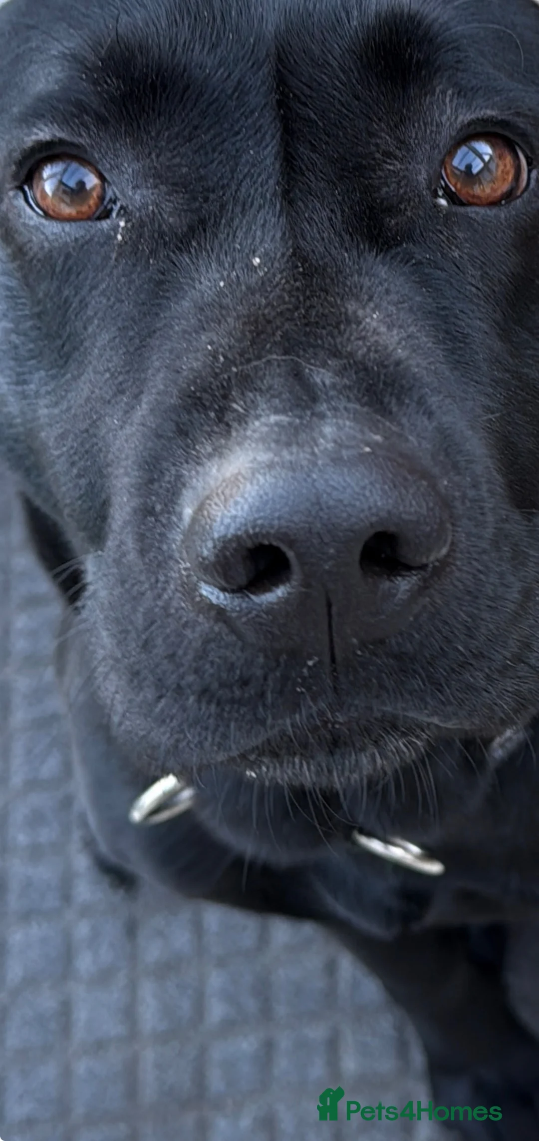 Labrador Retriever dogs for sale: Black Labrador - Advert 2