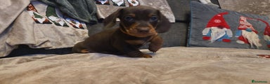 Miniature Dachshund Puppy 2