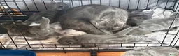 Mixed Breed cats for sale: Stunning litter of grey kittens in Langport - Advert 3