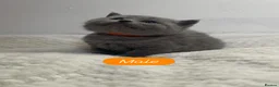 British Shorthair cats for sale: Purebred Certified Kittens Ready for Loving Homes - Advert 22