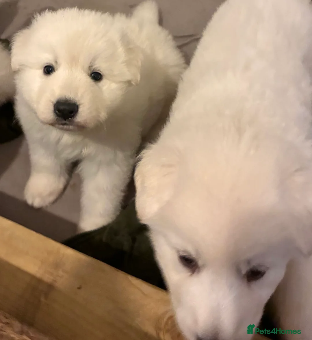 White Swiss Shepherd dogs for sale: Chunky White Swiss Shepherd Puppies in London. - Advert 1