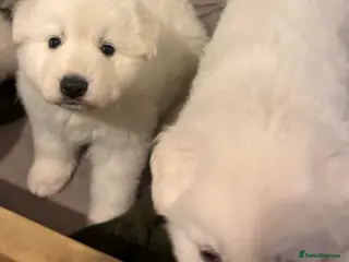 White Swiss Shepherd dogs Chunky White Swiss Shepherd Puppies in London. - Advert 2