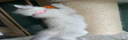 Siberian cats for sale: Siberian Neva Masquerade kittens  - Advert 3