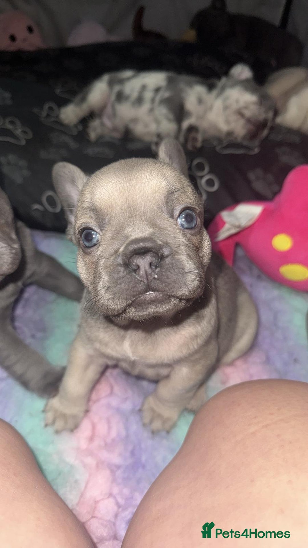 French Bulldog dogs for sale: French bulldogs pedigree - Advert 14