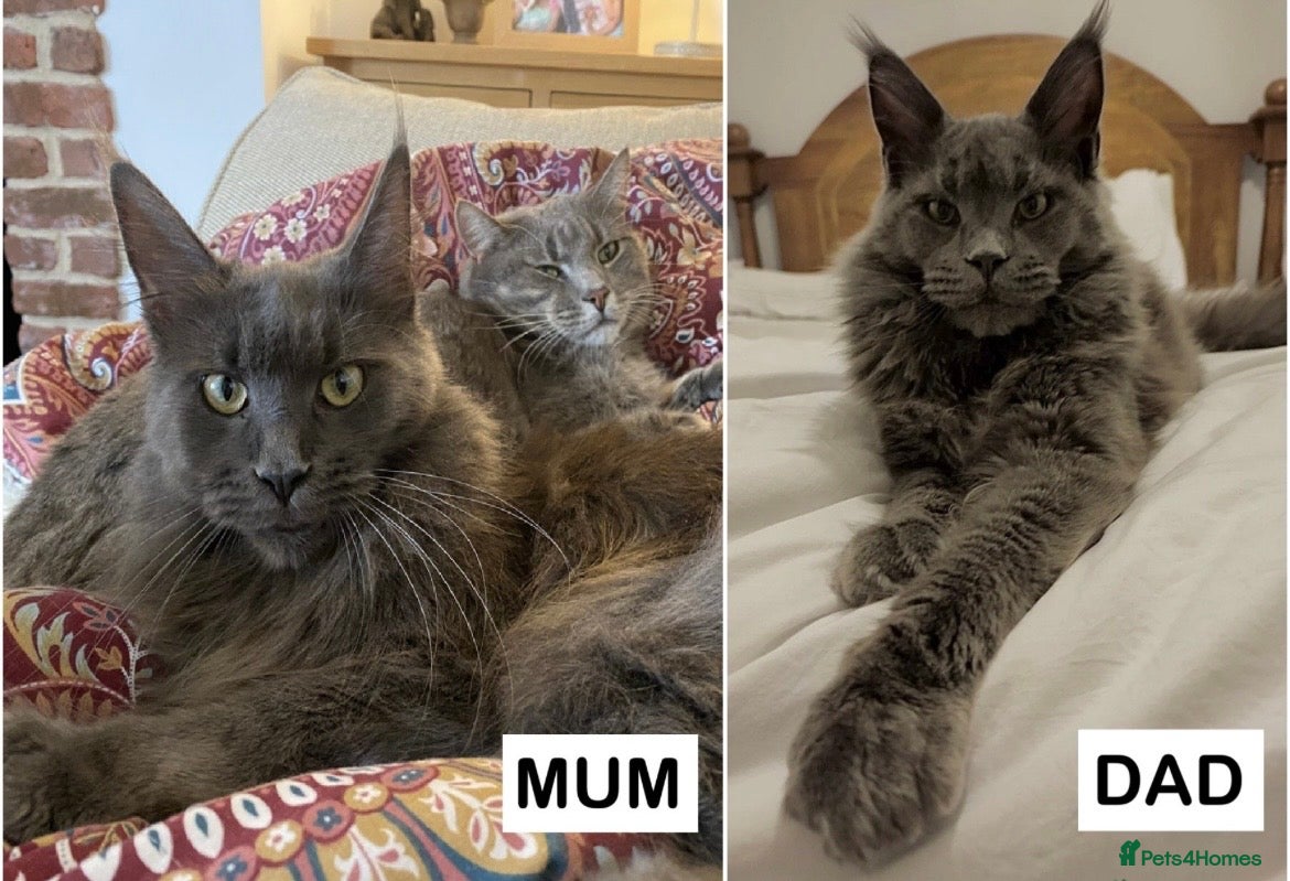 Maine Coon cats TICA Maine Coon Kittens Fully DNA & Health Checked - Advert 2