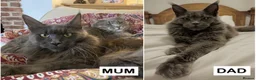 Maine Coon cats for sale: TICA Maine Coon Kittens Fully DNA & Health Checked - Advert 1