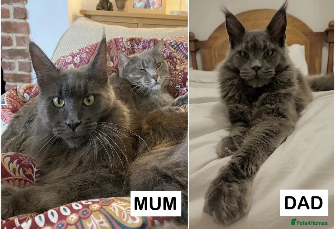 Maine Coon cats for sale: TICA Maine Coon Kittens Fully DNA & Health Checked - Advert 1