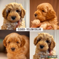 Cockapoo dogs - Advert 9