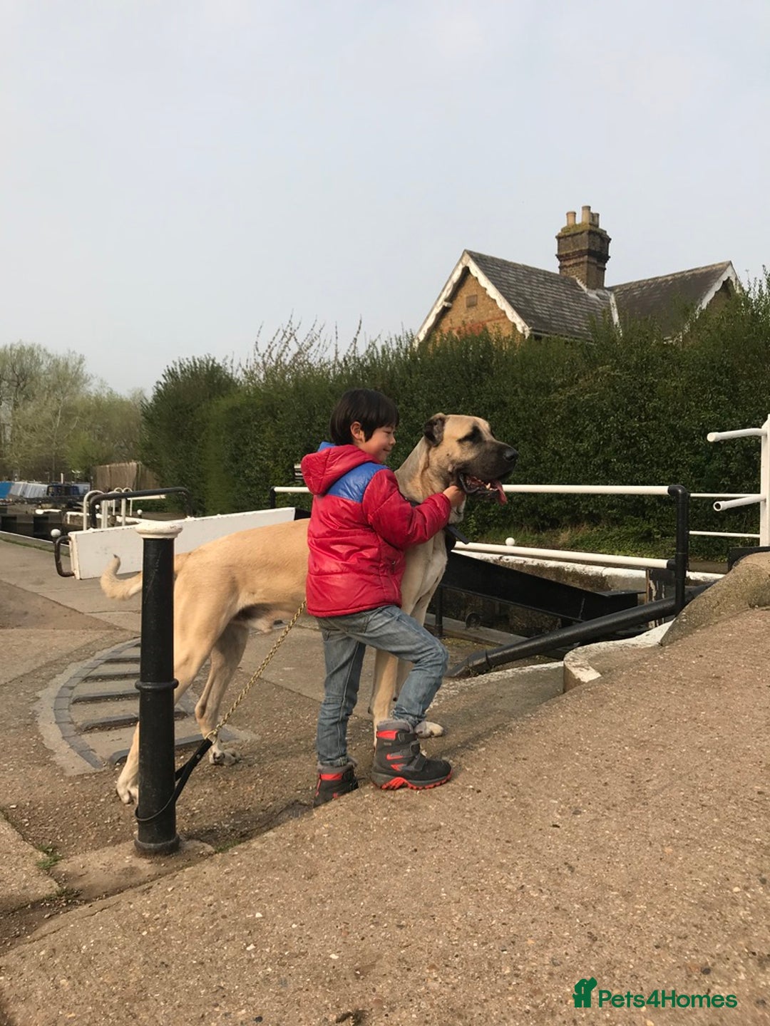 Anatolian Shepherd dogs for sale: Anatolian Shepherd(Malakli) - Image 2
