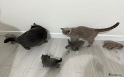 British Shorthair cats for sale: 4 adorable British Shorthair kittens - Advert 7