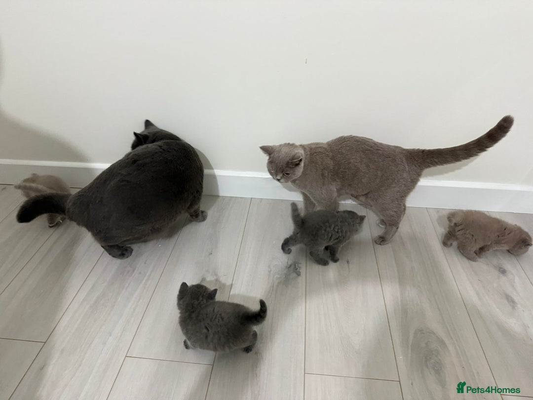 British Shorthair cats for sale: 4 adorable British Shorthair kittens - Advert 7