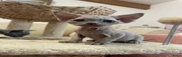 Devon Rex cats for sale: beautiful Devon Rex kittens  - Advert 6