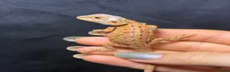 Bearded Dragon reptiles for sale: Hypo, Trans Blue bar leatherback and standard back in Southsea - Advert 9