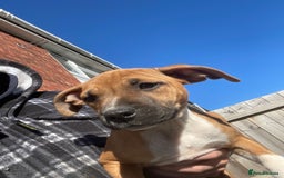 Staffordshire Bull Terrier dogs for sale: Beautiful staff pups for sale - Image 26