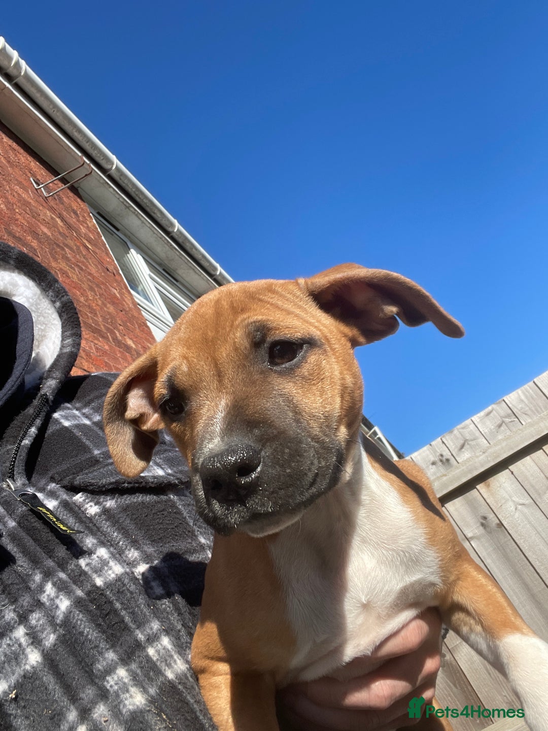 Staffordshire Bull Terrier dogs for sale: Beautiful staff pups for sale - Image 26