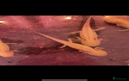 Axolotl reptiles for sale: Axolotyl golden/wild type - Image 2
