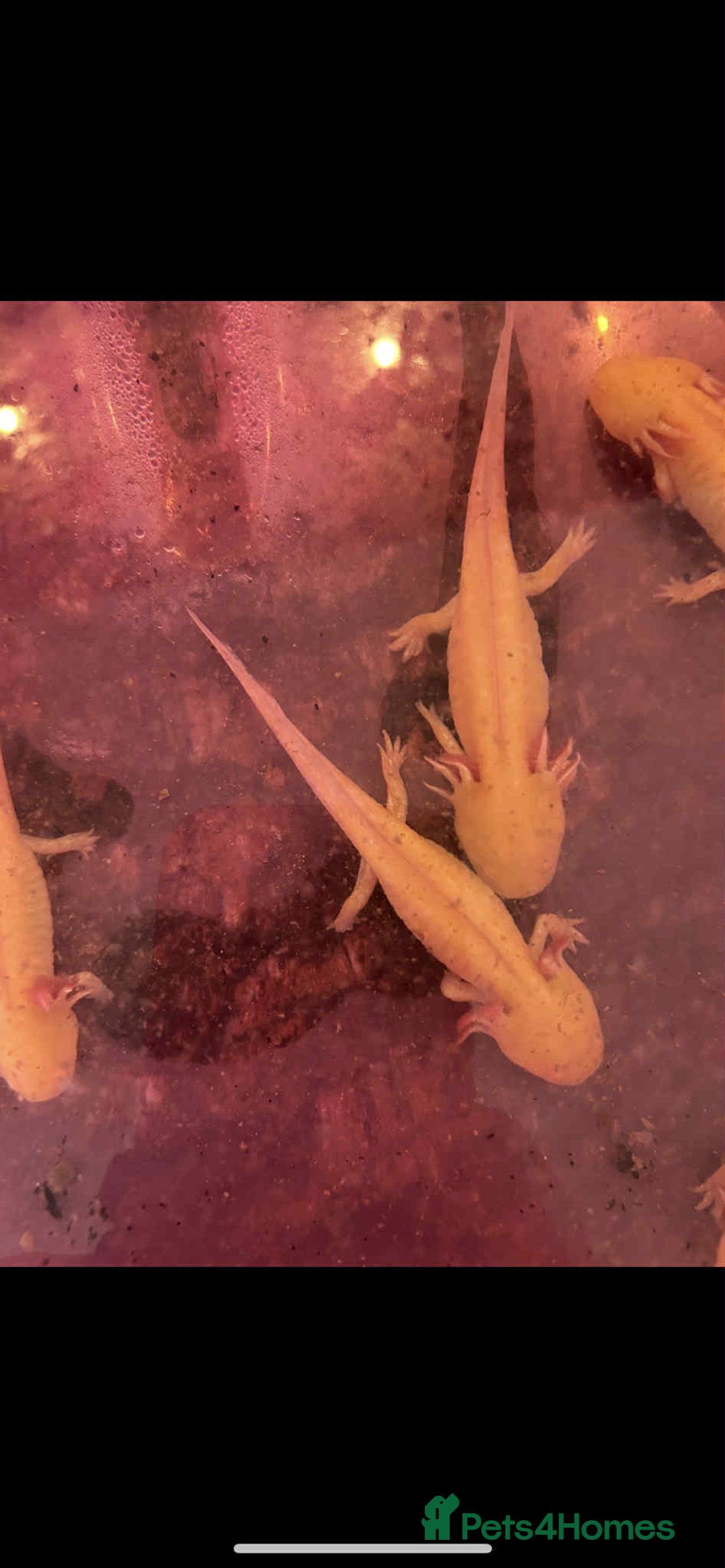 Axolotl reptiles for sale: Axolotyl golden/wild type - Image 2