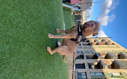 American Bully dogs for stud: American Bully For Stud in London - Image 5
