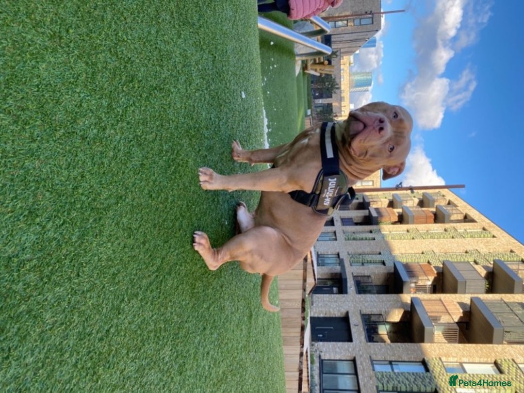 American Bully dogs for stud: American Bully For Stud in London - Image 5